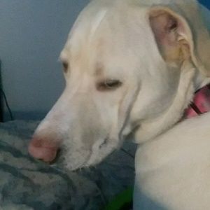 Meet your Posher, Rose